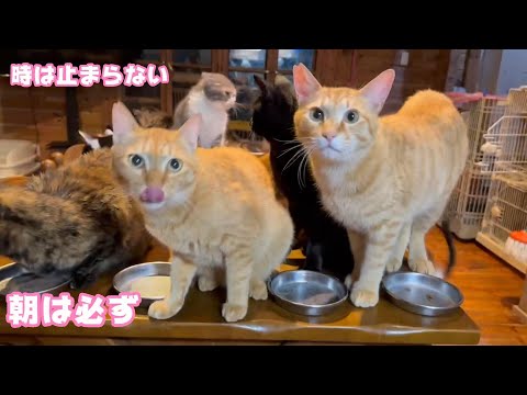 時は止まらず夜明けは必ず・・・ 頑張り切った小さな命に捧ぐ  2024 04 26 2(YouTube)
