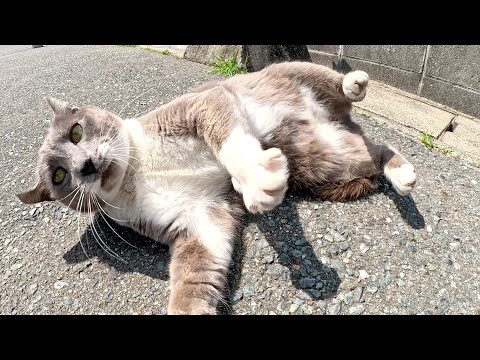 コロコロと転がる現場猫が優しい人からおやつをもらう(YouTube)