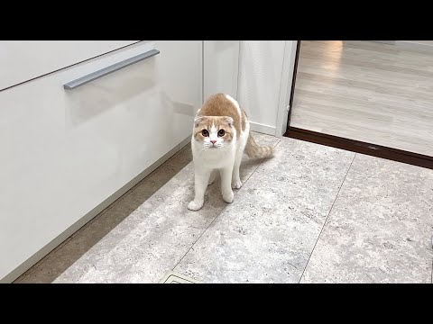 飼い主のパック姿を初めて見たら猫がびっくりしてこうなっちゃいました…(YouTube)