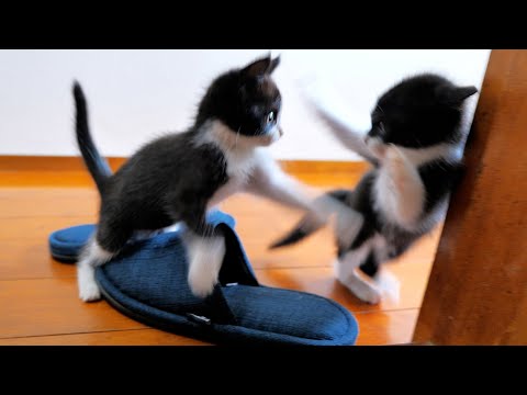 子猫達がまた変な遊びを覚えてしまった～ｗ🐈🐈【仲良し子猫姉妹の成長記録】(YouTube)