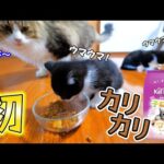 生まれて初めてカリカリフードを食べた子猫達の興奮ぶりが凄すぎた🐈🐈💨【仲良し子猫姉妹の成長記録】(YouTube)