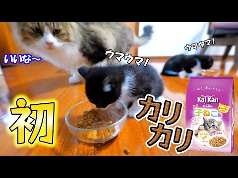 生まれて初めてカリカリフードを食べた子猫達の興奮ぶりが凄すぎた🐈🐈💨【仲良し子猫姉妹の成長記録】(YouTube)