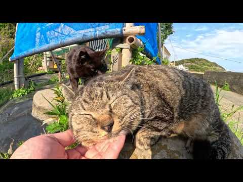太ったキジ猫をモフっていたら、黒猫と耳折れ茶トラ猫も寄って来た(YouTube)