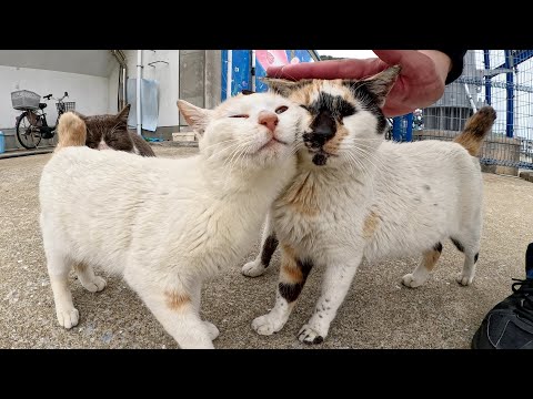 現場猫をモフったら可愛い仲間猫達が次々と集まって来た(YouTube)
