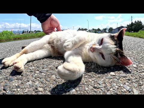 出産した？三毛猫ママがほっそりとした体になって甘えてきた(YouTube)