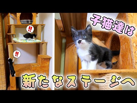 子猫達が初めてボス吉キングタワーを登りました🗼🐈🐈【仲良し子猫姉妹の成長記録】(YouTube)
