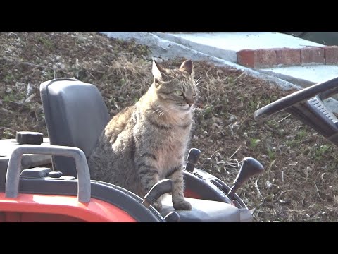 猫がトラクターに乗って今にも発進しそうだった(YouTube)