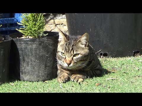 遊び相手がどこにもいなくて退屈そうな猫は・・(YouTube)