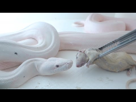 毎回事故を起こす危険すぎる4mの白蛇大蛇の餌やり(YouTube)