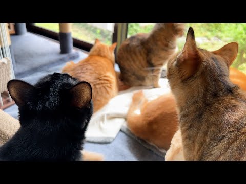 柴犬と猫たちののどかな癒し空間ができていると思ったら子ども猫たちが…(YouTube)