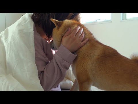 ママが体調不良に‥その時柴犬が見せた優しさに涙腺崩壊しました。。(YouTube)