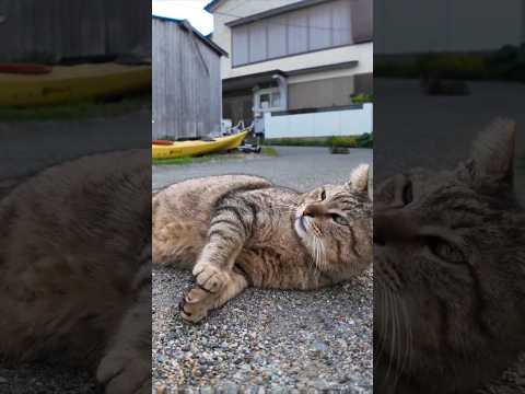 目が合うとゴロンと転がって撫でられる体制をとる猫島の猫(YouTube)