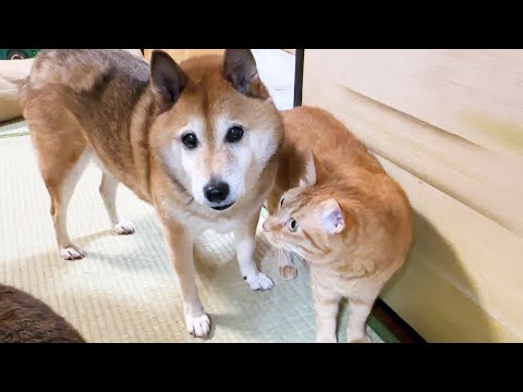 お互い信頼している柴犬2匹のおかげで猫たちは幸せに暮らせてます(YouTube)