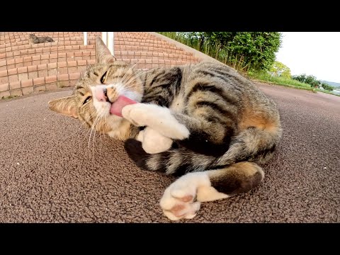 人間にモフられると、くすぐったそうに体を丸めるキジシロ猫(YouTube)