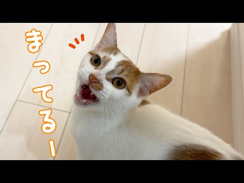 朝はママに文句言いながら甘える猫トロしゃん(YouTube)