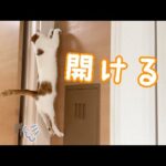 トロしゃんが扉を開けるようになったので撮ってみた！(YouTube)