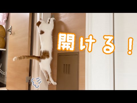 トロしゃんが扉を開けるようになったので撮ってみた！(YouTube)