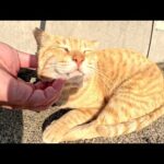 3匹の猫達が堤防沿いの道に整列して気持ちよさそうにお昼寝する(YouTube)