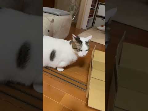 呼ばれるとゆっくりポテポテやって来るスタイルの豆大福(YouTube)