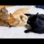 【大家族】性格の違う猫たちの過ごし方(YouTube)