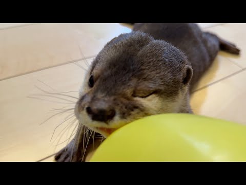 風船vsカワウソのオチが見え過ぎる戦い The battle of the balloons vs. the otter, a battle whose end is too obvious.(YouTube)