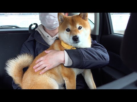 病院での大事な検査に不安になった柴犬‥思わず飼い主に。。(YouTube)