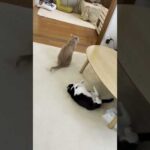何しとんねん⁉(YouTube)