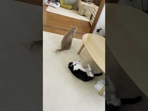 何しとんねん⁉(YouTube)