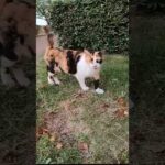 公園の腰トントンが好きな三毛猫、喜び方が可愛過ぎる(YouTube)