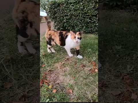 公園の腰トントンが好きな三毛猫、喜び方が可愛過ぎる(YouTube)