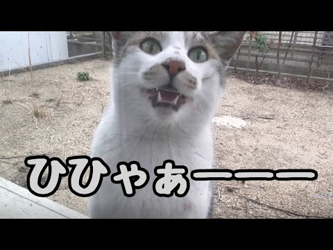 春の恋の季節だからか庭の地域猫の鳴き声がおかしいです(YouTube)