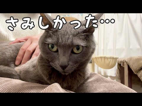 1泊2日の旅行から帰ったときの猫たちの反応…！(YouTube)