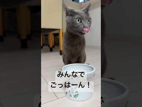猫5匹で朝ごはんタイム！ #shorts(YouTube)