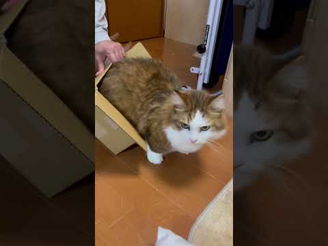 おい！斜めになっとるわ！ #ひのき猫 #猫 #ネコ(YouTube)