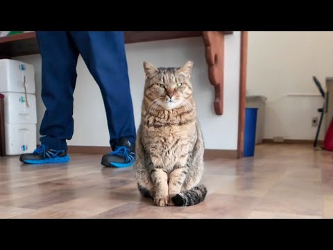 朝のフェリー切符売り場に出勤してくる猫たち(YouTube)
