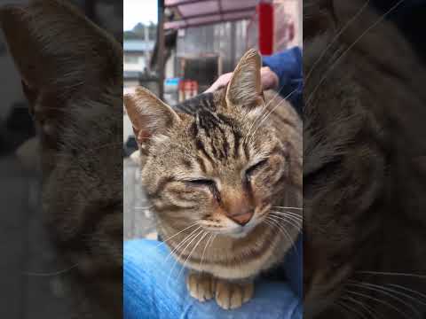 猫島の商店のベンチに猫が座っていたので隣に座ってナデナデしてきた(YouTube)