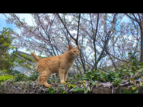 神社ゴロン猫「神社の裏ならまだ桜咲いてるニャン」(YouTube)
