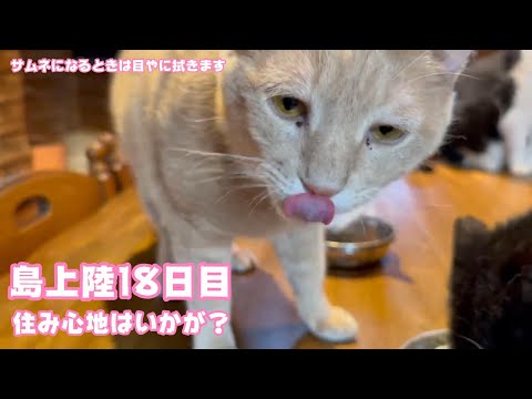島上陸18日目 住み心地はいかがです？ 目やには1日3回拭いてます  2024 04 02 2(YouTube)