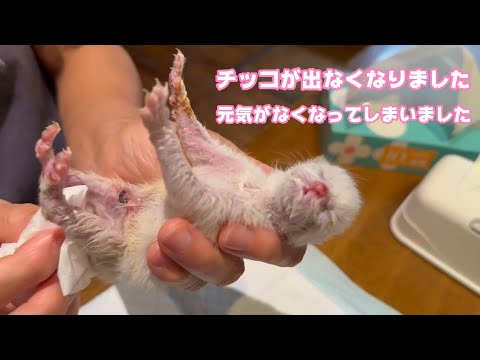 チッコがでなくなりかなり危険な状態です  2024 04 07 1(YouTube)