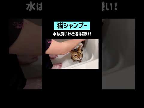 水が得意な猫シャンプー💙 #shorts(YouTube)