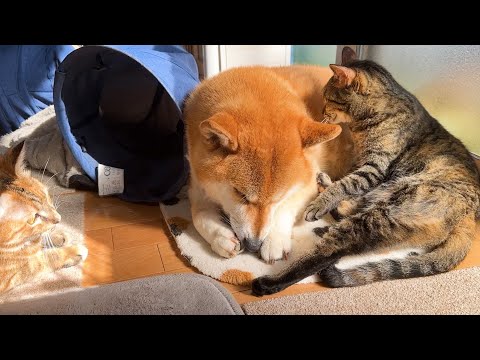 お姉ちゃん猫が柴犬に甘えると子ども猫たちはこうなります。とっても可愛い子ども猫軍団(YouTube)