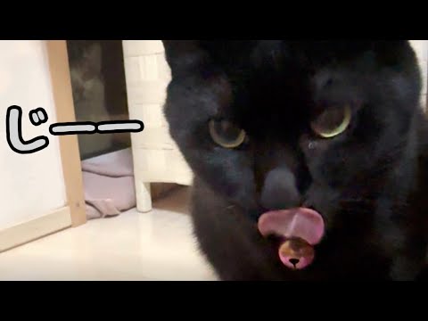 窓の外でオヤツを恨めしそうに見てくる地域猫さん(YouTube)