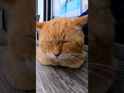 ベンチに茶トラ猫が座っていたので隣に座ってナデナデすると他の猫も集まってきた(YouTube)