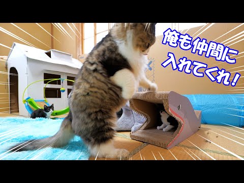 楽しそうに遊ぶ子猫達を見て一緒に遊びたくなったボス猫パパが強引すぎた🐈🐈【仲良し子猫姉妹の成長記録】(YouTube)