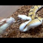 エサを食べられない超重度の神経障がいを産まれ持つヘビ(YouTube)