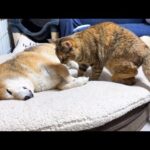シャイな柴犬に忍び寄る子ども猫(YouTube)