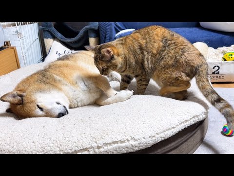 シャイな柴犬に忍び寄る子ども猫(YouTube)