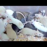 爆増中の子ラットの大群から離乳したラットをかき集める(YouTube)