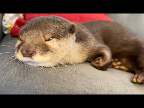 めっっっっちゃ鳴きながら昼寝に入るカワウソ Otter taking a nap with lots of cries(YouTube)