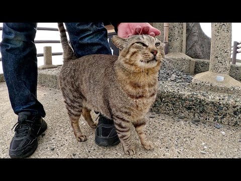 海沿いの神社でお賽銭を入れたらキジトラ猫に感謝された(YouTube)
